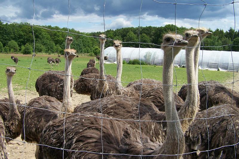 LCW Tagesfahrt 2012 Dernau 022